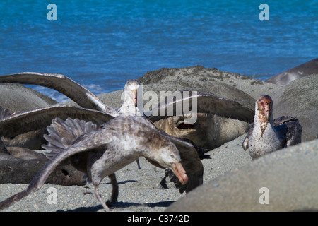 Southern papere giganti festa sulla carcassa del morto un elefante marino del sud pup, Isola Georgia del Sud Foto Stock