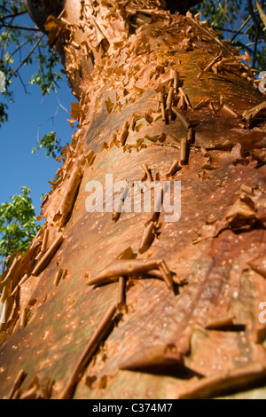Close-up Gumbo Limbo di corteccia di albero - J.N. Ding Darling Wildlife Refuge - Sanibel Island, Florida Foto Stock