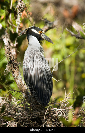 Giallo-coronata di notte-heron - Tratto Bailey - Sanibel Island, Florida USA Foto Stock