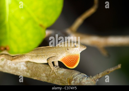 Anole marrone - Sanibel Island, Florida USA Foto Stock