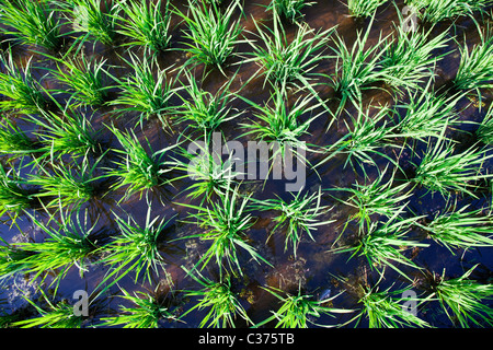 Campo di riso in Malesia Foto Stock