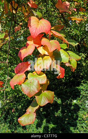 Vitis coignetiae - Crimson vite gloria Foto Stock