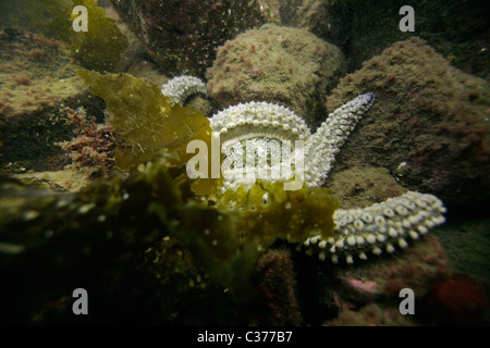 Un comune starfish (Asterias rubens) alimentazione su un commestibili dei ricci di mare (Echinus esculentus). Oceano atlantico Scozia Scotland Foto Stock