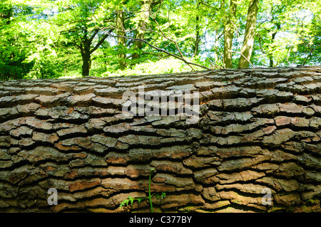 Rovere caduti in inglese di bosco di latifoglie. Foto Stock