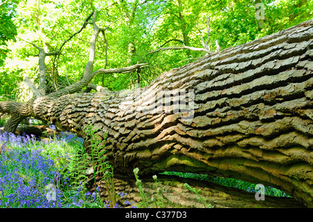 Rovere caduti in inglese di bosco di latifoglie. Foto Stock