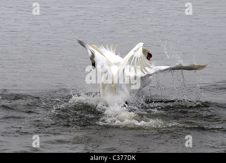 Cigni ordinare fuori le loro differenze sulla flotta vicino al Abbotsbury Swannery nel Dorset Foto Stock