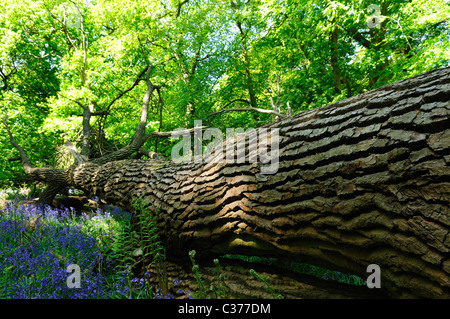 Rovere caduti in inglese di bosco di latifoglie. Foto Stock