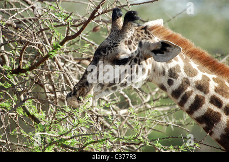 Massai Giraffe feed dei rami di acacia nel Tsavo West National Park, il Kenya. Foto Stock