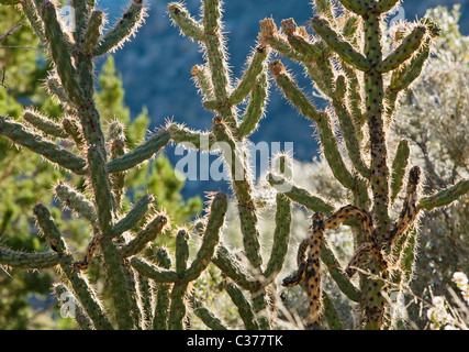 Vista ingrandita di un cactus Cholla ai piedi delle colline di Sandia Mountains al di fuori Albuquerque, Nuovo Messico, Stati Uniti d'America. Foto Stock