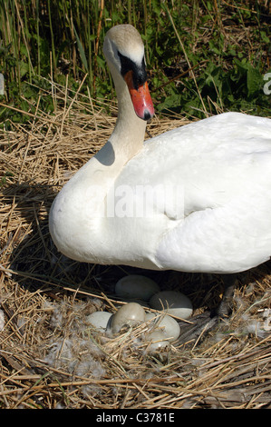 Cigno, mostra il suo uova al Abbotsbury Swannery, Dorset, Regno Unito . Foto Stock