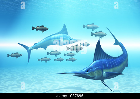 Due marlin azzurri cerchio a scuola di pesce nelle acque dell'oceano. Foto Stock