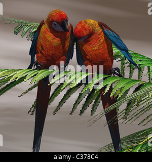 Due cubani macaws rosso hanno uno stretto legame e sono di gara con ogni altro. Foto Stock