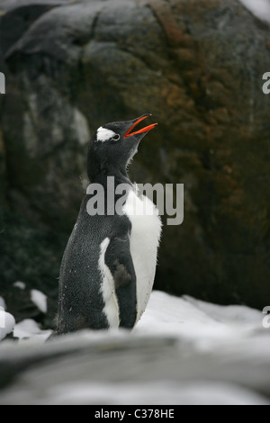 [Gentoo Penguin] [Pygoscelis papua] con becco (Bill) parte aperta su [Petermann Island] [Penisola Antartica] Foto Stock