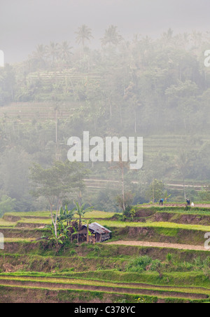 Nebbia avvolta highland campi agricoli, Bali, Indonesia Foto Stock