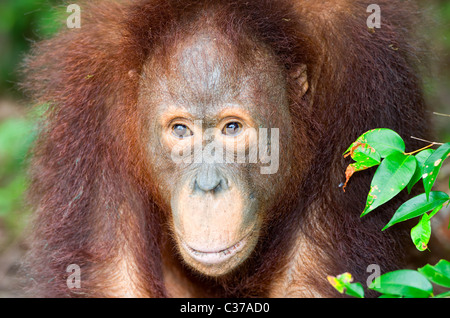 Giovane maschio orangutan Foto Stock