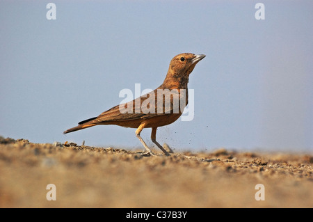 Rufous-tailed Lark Ammomanes phoenicurus sul terreno Foto Stock