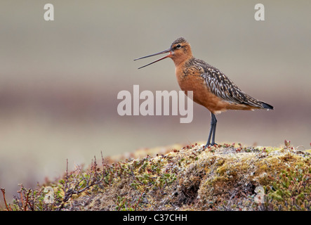 Bar-tailed Godwit (Limosa lapponica), maschio in allevamento del piumaggio in piedi su una roccia mentre allarmante. Foto Stock