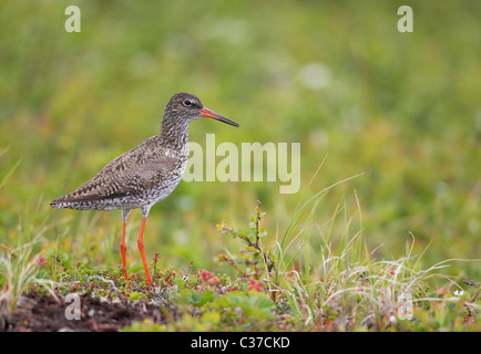 (Redshank Tringa totanus), Adulto permanente sulla tundra vegetazione. Foto Stock