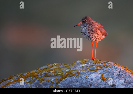 (Redshank Tringa totanus), adulto in piedi su una roccia. Foto Stock