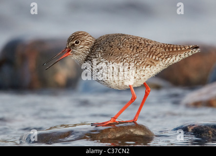 (Redshank Tringa totanus), adulto in piedi su una roccia bagnata. Foto Stock