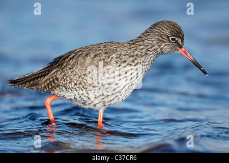 (Redshank Tringa totanus), Adulto rovistando in acque poco profonde. Foto Stock