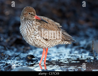 (Redshank Tringa totanus), adulto in piedi in acqua poco profonda. Foto Stock