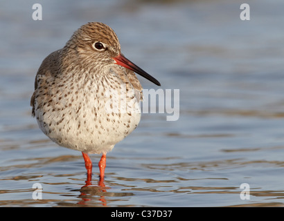 (Redshank Tringa totanus), adulto in piedi in acqua poco profonda. Foto Stock