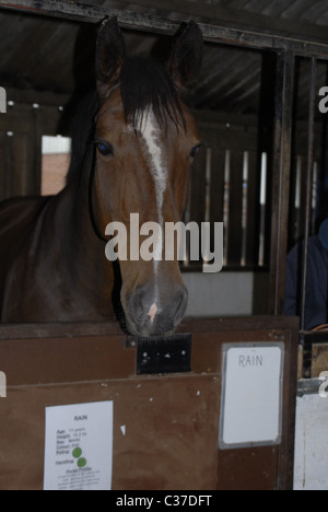 Il cavallo in un suo stabile Foto Stock