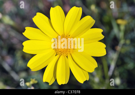 Fiori Selvatici della Grecia durante la primavera, crown daisy Foto Stock