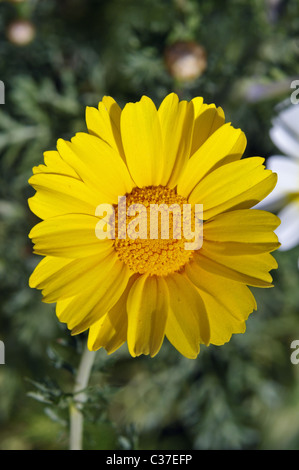 Fiori Selvatici della Grecia durante la primavera, crown daisy Foto Stock