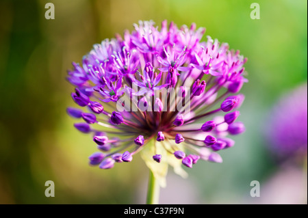 Allium hollandicum sensazione viola fiore. Messa a fuoco selettiva Foto Stock