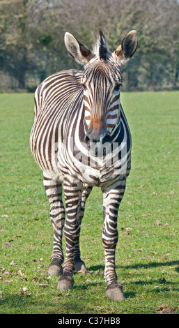 Chapman's Zebra (Equus burchelli chapmani) Foto Stock