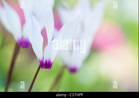 Cyclamen persicum var. persicum f. puniceum 'Tilebarn Karpathos' Fiore Foto Stock