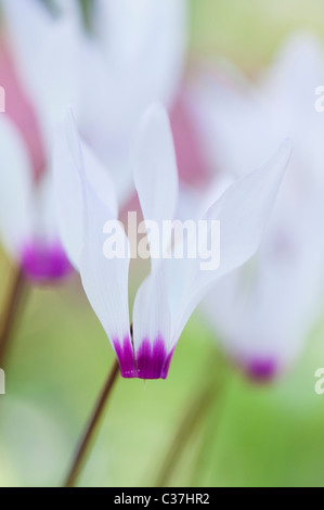 Cyclamen persicum var. persicum f. puniceum 'Tilebarn Karpathos' Fiore Foto Stock