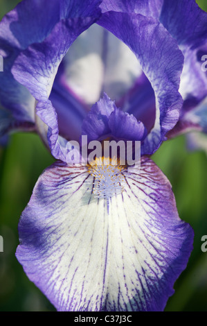 Intermedio iris barbuto "artic fancy' Fiore Foto Stock