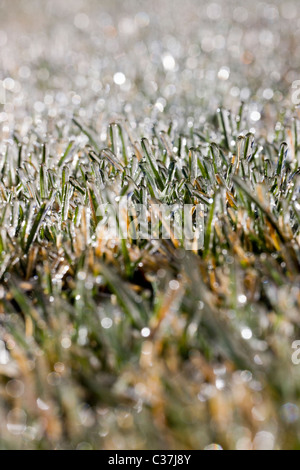 Close-up fotografia macro di brina sull'erba Foto Stock