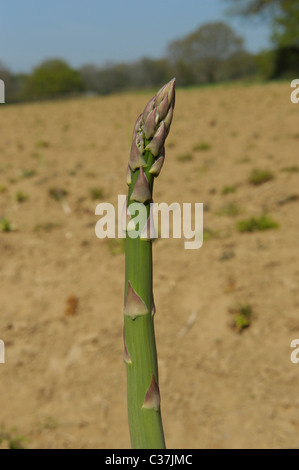 Inglese gli asparagi crescono in Sussex Foto Stock