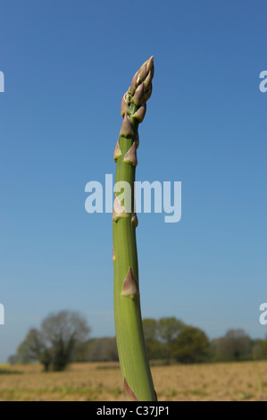 Inglese gli asparagi crescono in Sussex Foto Stock