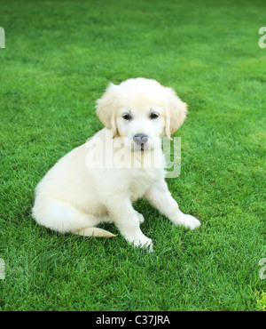 Golden retiever labrador cucciolo sull'erba verde Foto Stock