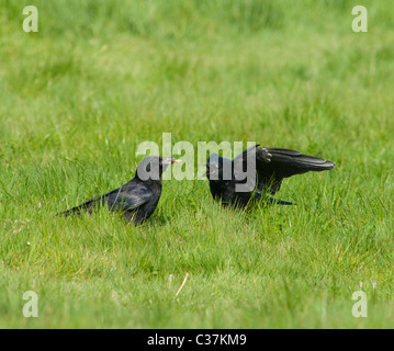 Coppia di Carrion Crows con il cibo nel becco di accattonaggio femmina Corvus Corone Foto Stock