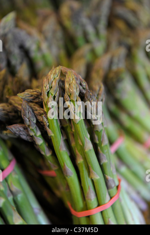 Inglese gli asparagi crescono in Sussex Foto Stock