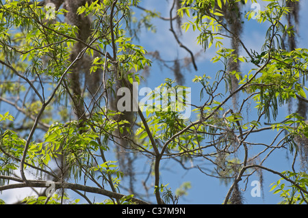 Dudley Farm sito storico dello stato della Florida Newberry nuova crescita pecan tree Foto Stock