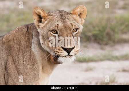 Lion (panthera leo) indossando un tracking tag, Amboseli National Park, Kenya, Africa orientale Foto Stock