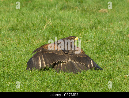 Falco di Harris Parabuteo unicinctus Foto Stock