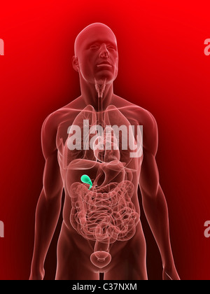 Colecisti umana Foto Stock