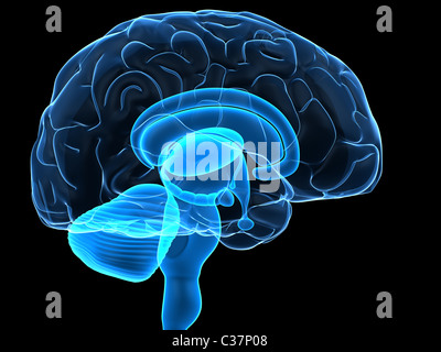 cervello umano Foto Stock