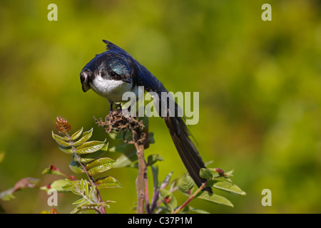 Tree Swallow (Tachycineta bicolore), maschio stretching ala. Foto Stock
