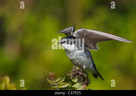 Tree Swallow (Tachycineta bicolore), maschio stretching ali. Foto Stock