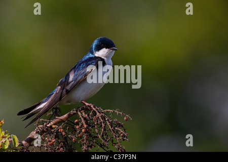 Tree Swallow (Tachycineta bicolore), maschio stretching ala. Foto Stock
