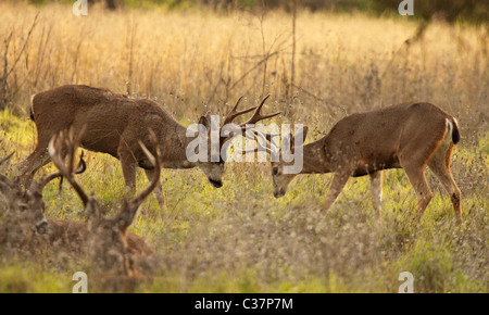 Una coppia di black-Tailed Deer bucks il combattimento. Foto Stock